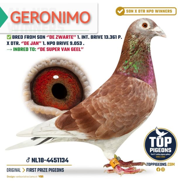 GERONIMO NL18-4451134 - GERONIMO - First Prize Pigeon