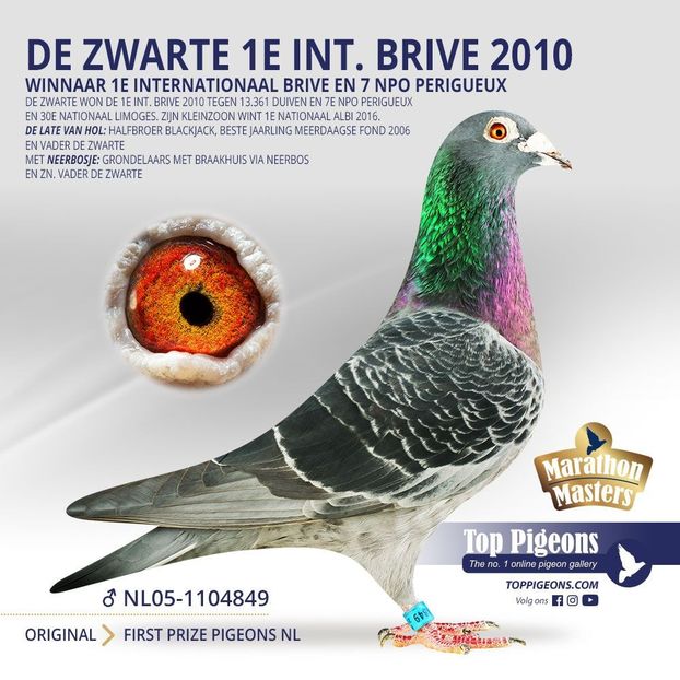  - GERONIMO - First Prize Pigeon