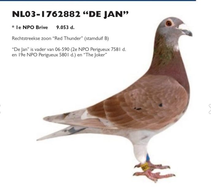 Screenshot_20241120-214817_Chrome - GERONIMO - First Prize Pigeon