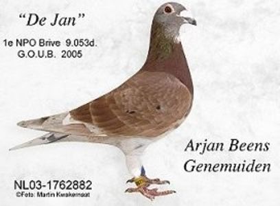 DE JAN 03-882 - GERONIMO - First Prize Pigeon