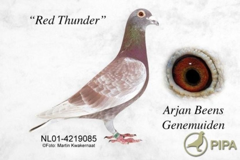 1aabeensred_thunder - GERONIMO - First Prize Pigeon