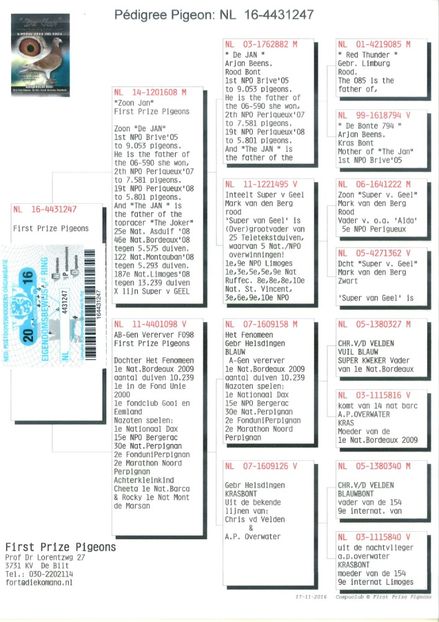 4431247-2-scaled - GERONIMO - First Prize Pigeon