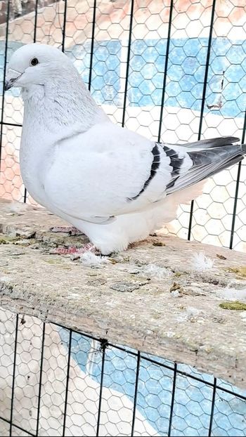 Fem 2020 - VOIAJOR ROMANESC DE FRUMUSETE FEMELE