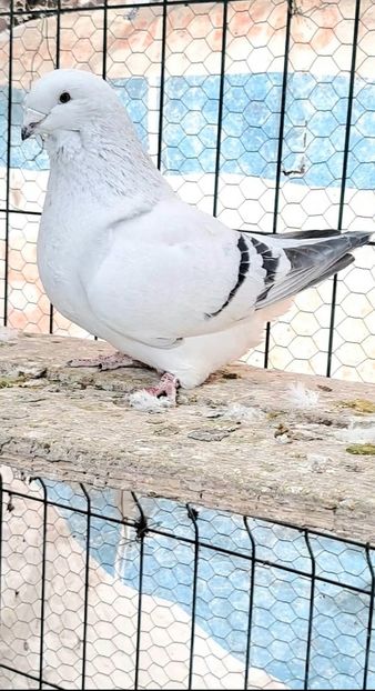 Fem 2020 - VOIAJOR ROMANESC DE FRUMUSETE FEMELE