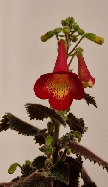 Northwoods  Sunburst - Achimenes 2024