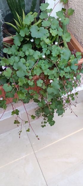 IMG-20241017-WA0016 - 2024