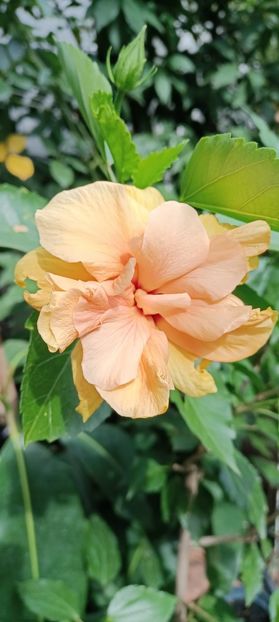 IMG-20240925-WA0001 - 2024