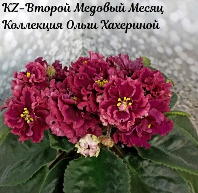 Poza net - KZ-Vtoroy Medoriy Mesiat