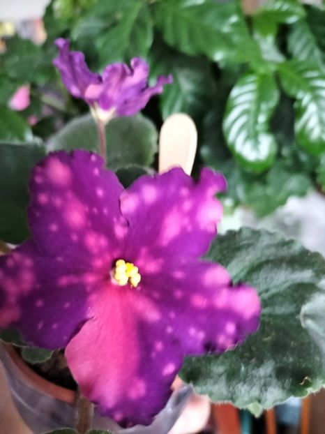 inbound2485160774342150448 - Violete