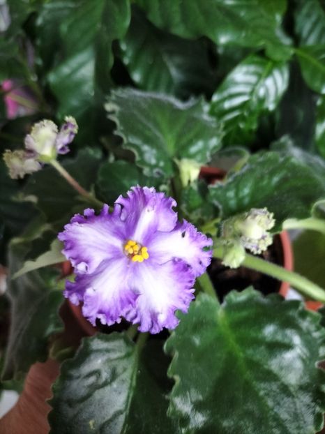 inbound1868364867926882931 - Violete