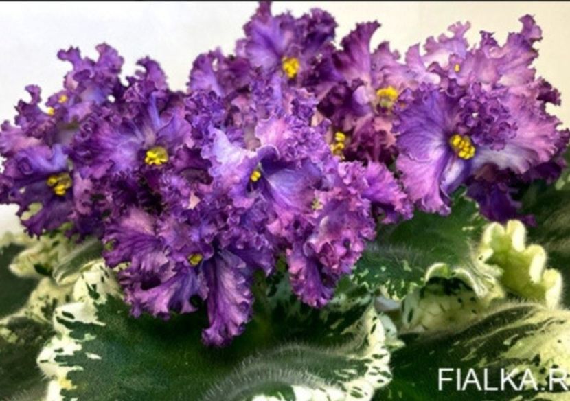 Poza net - KO-Minerva