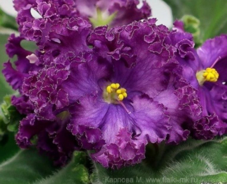 Poza net - KO-Minerva