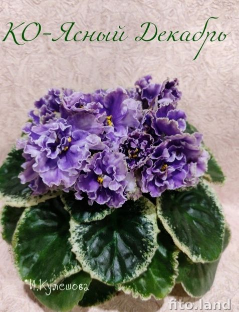 Poza net - KO-Yasniy Decabri