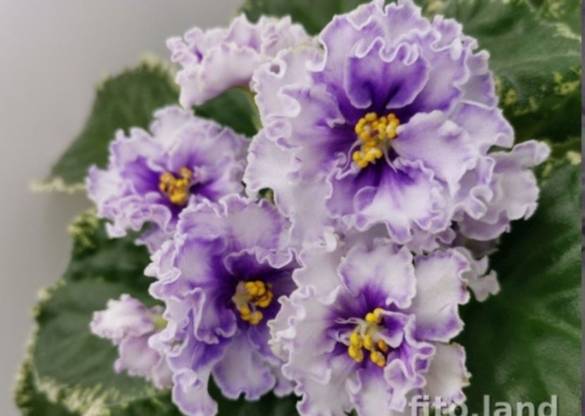 Poza net - KO-Yasniy Decabri