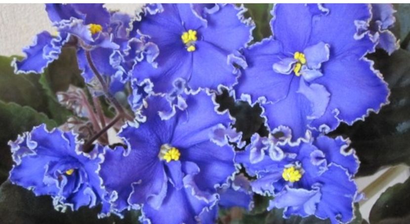 Poza net - LE-Vasilykoviy Bliuz