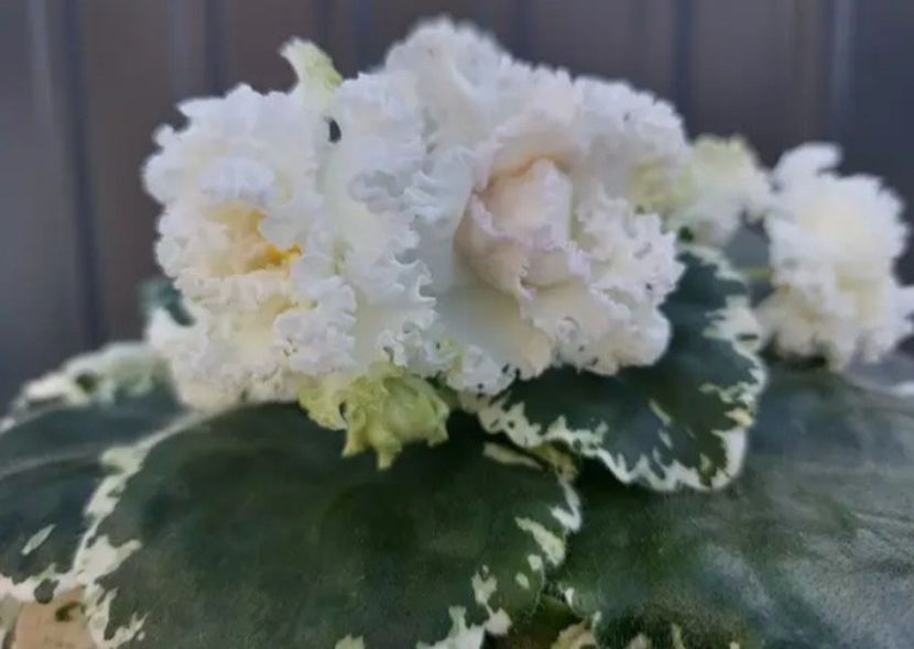 Poza net - DN-Jovteni