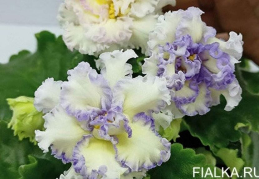 Poza net - DN-Jovteni