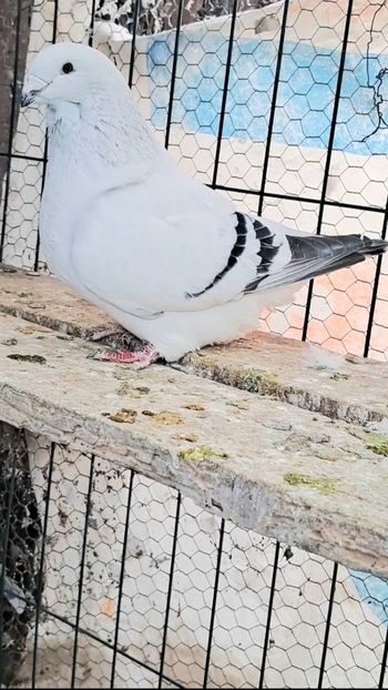 Fem 2020 - VOIAJOR ROMANESC DE FRUMUSETE FEMELE