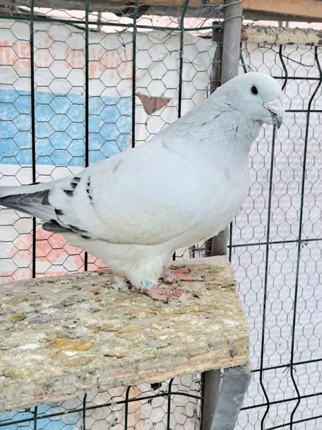 M 2021 - VOIAJOR ROMANESC DE FRUMUSETE MASCULI