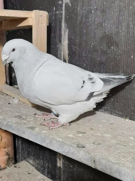 M 2021 - VOIAJOR ROMANESC DE FRUMUSETE MASCULI