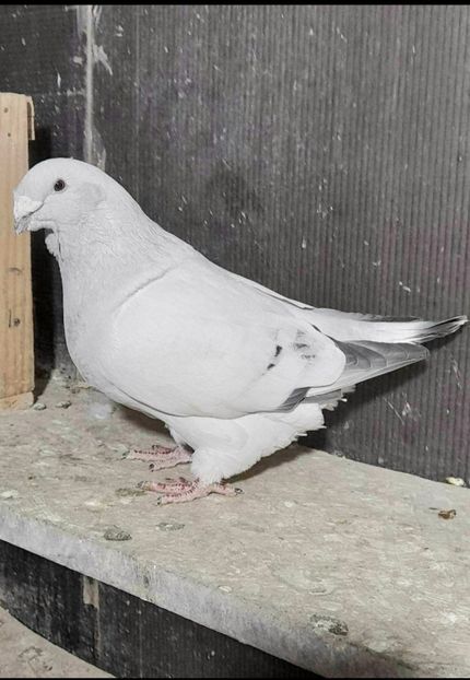 M2021 - VOIAJOR ROMANESC DE FRUMUSETE MASCULI