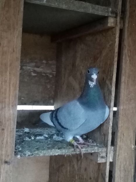 Mascul-2024 - Arhiva-amintiri