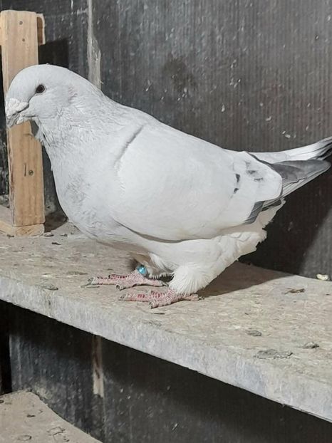 M2021 - VOIAJOR ROMANESC DE FRUMUSETE MASCULI