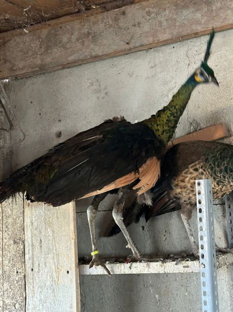 18083697-B3A4-4763-A3B1-27C9D78B985D - Pauni