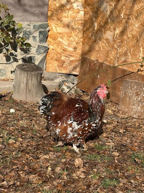 1A170905-B4EB-4AB9-88E3-171E9FC3918B - Orpingto