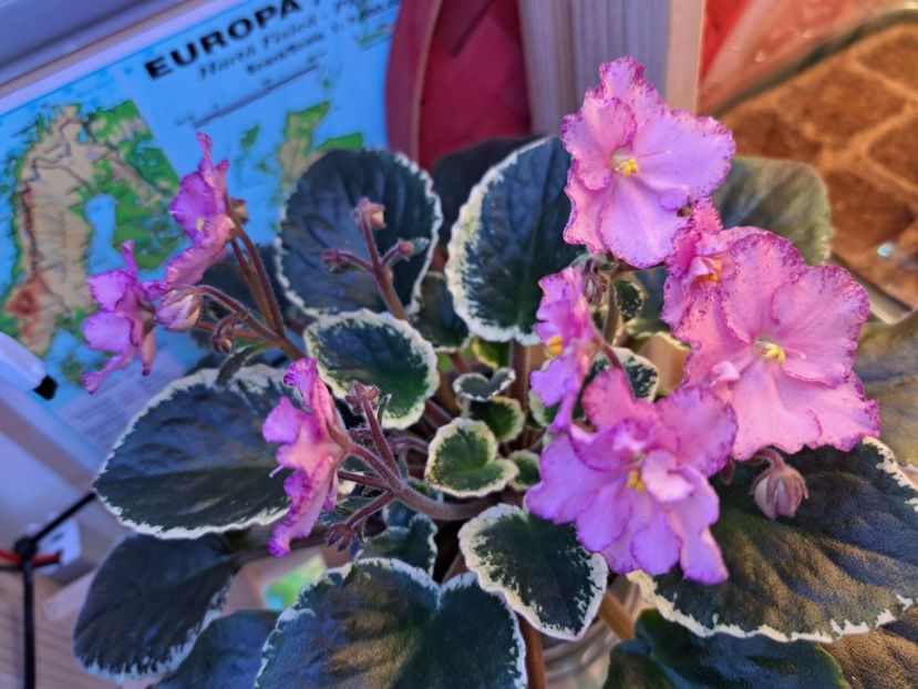  - Violeta Buckeye Cherry Topping