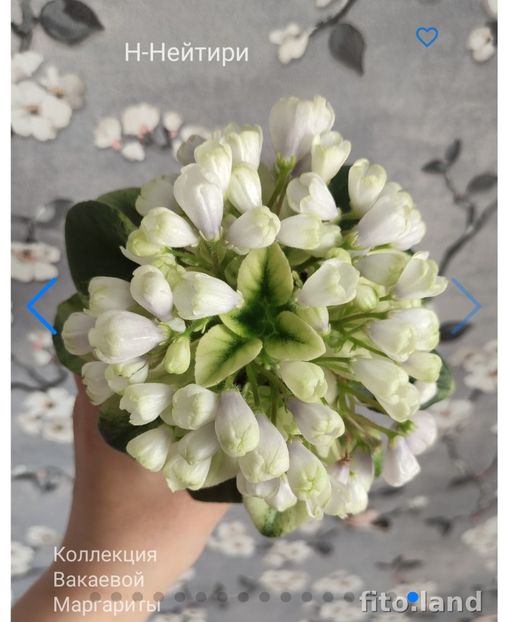 Foto net - Violeta N-Neytiri