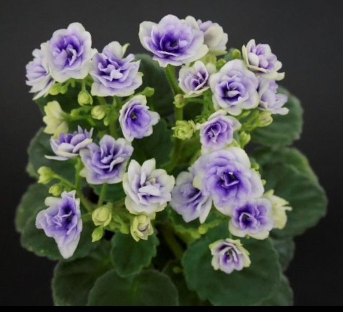 Foto net - Violeta Optimara little moonstone