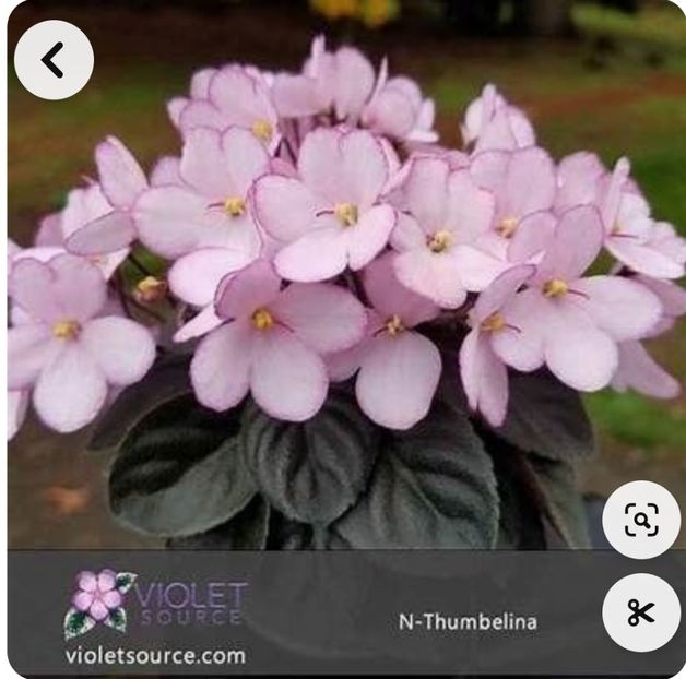 Foto net - Violeta N-Thumbelina