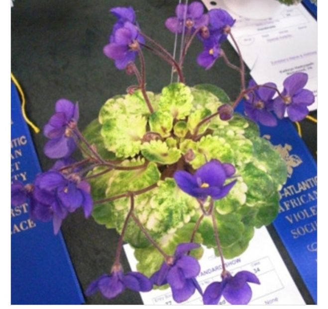 Foto net - Violeta Painted Silk