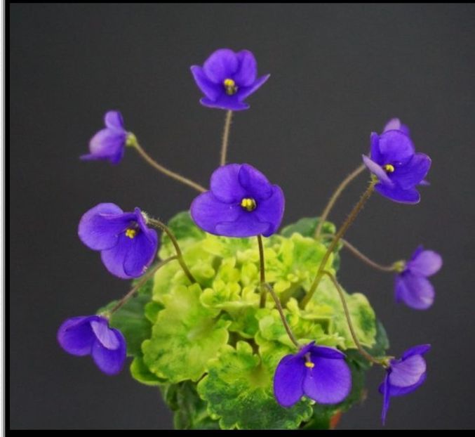 Foto net - Violeta Painted Silk