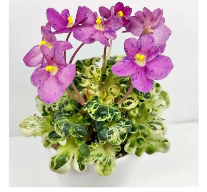 Foto net - Violeta Mac s Pizzicato Paradise