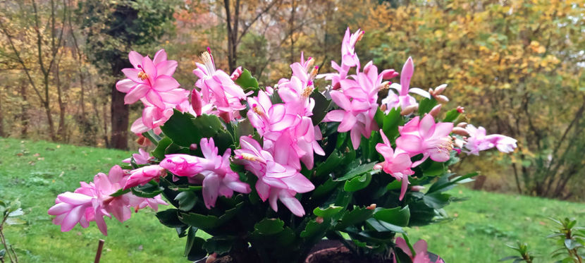  - Craciunel - Schlumbergera