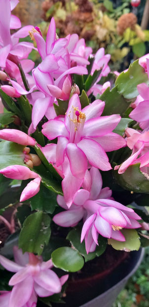  - Craciunel - Schlumbergera