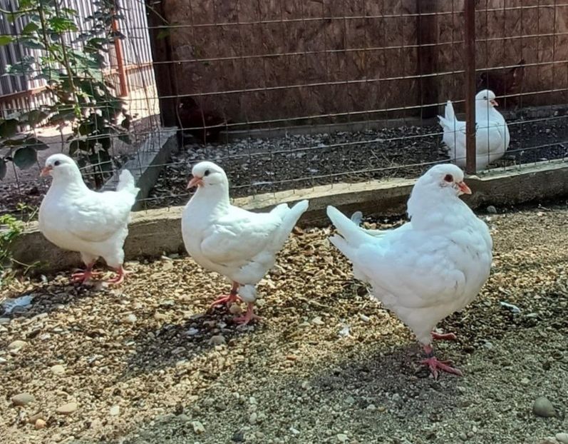 IMG-20241201-WA0007 - Vanduti king