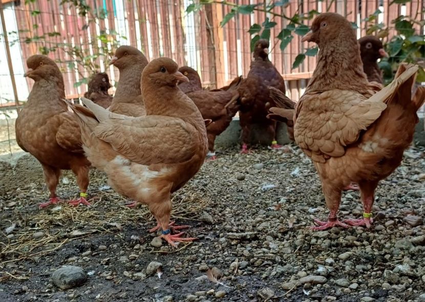 IMG-20241201-WA0006 - Vanduti king