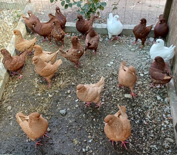 IMG-20241201-WA0005 - Vanduti king