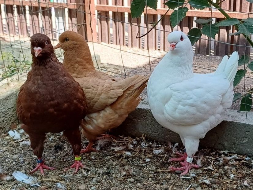 IMG-20241201-WA0004 - Vanduti king