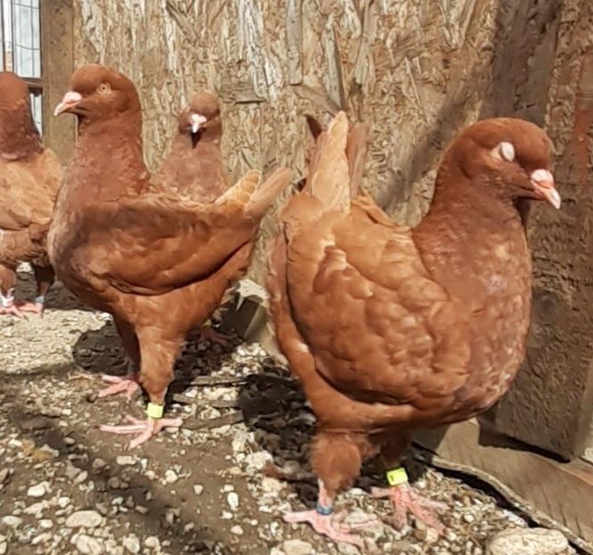 IMG-20241201-WA0003 - Vanduti king