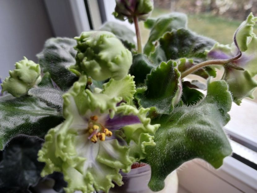  - AV Polet Vaiikirii