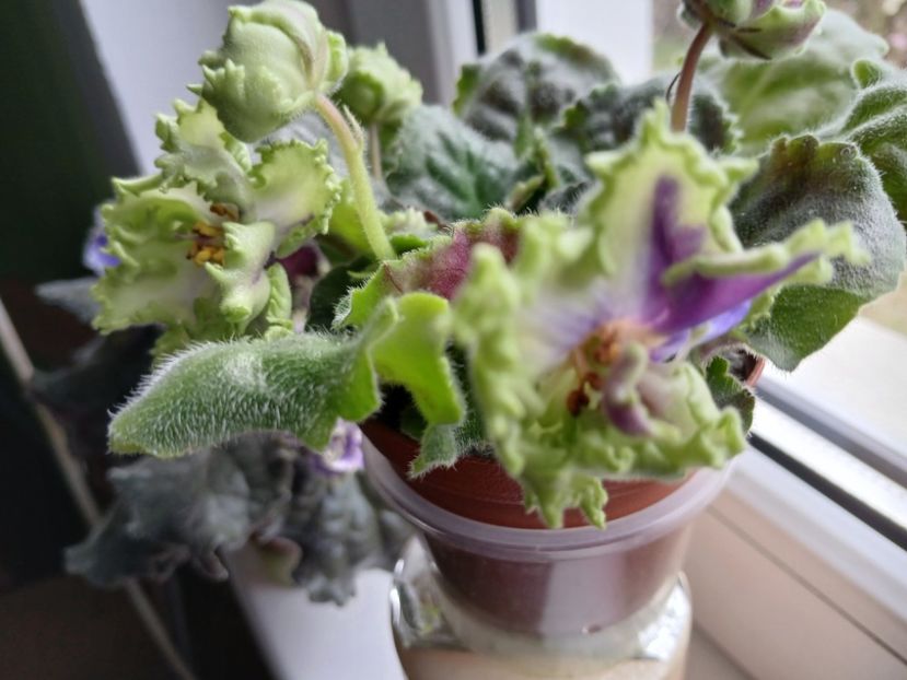  - AV Polet Vaiikirii