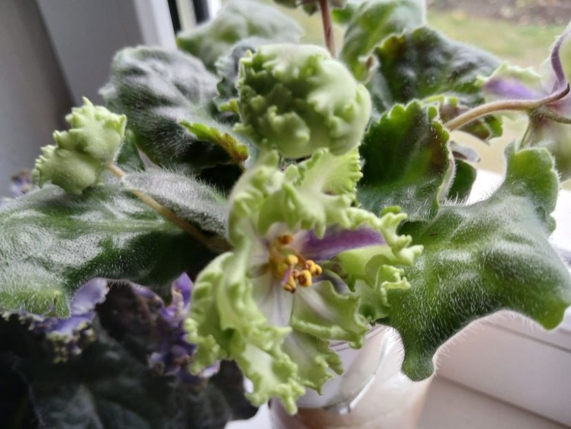  - AV Polet Vaiikirii