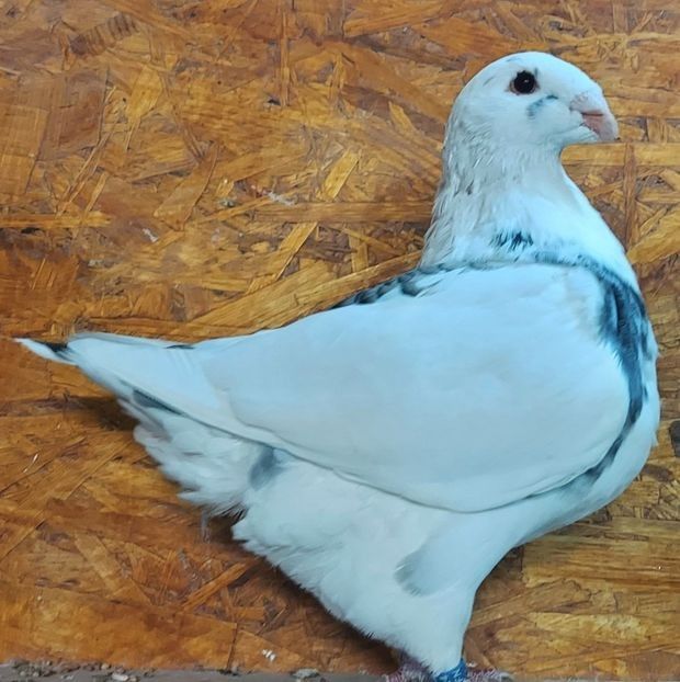 116528880 (1) - 3---AGH DAȚI 2019 - 2025