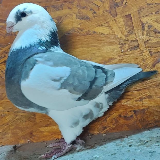 116524744 (1) - 3---AGH DAȚI 2019 - 2025