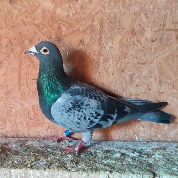 Mascul 19-082 - Porumbei vanduti