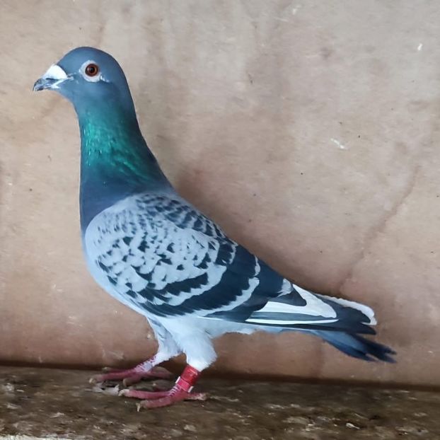 Mascul 22-839 - Stropit list